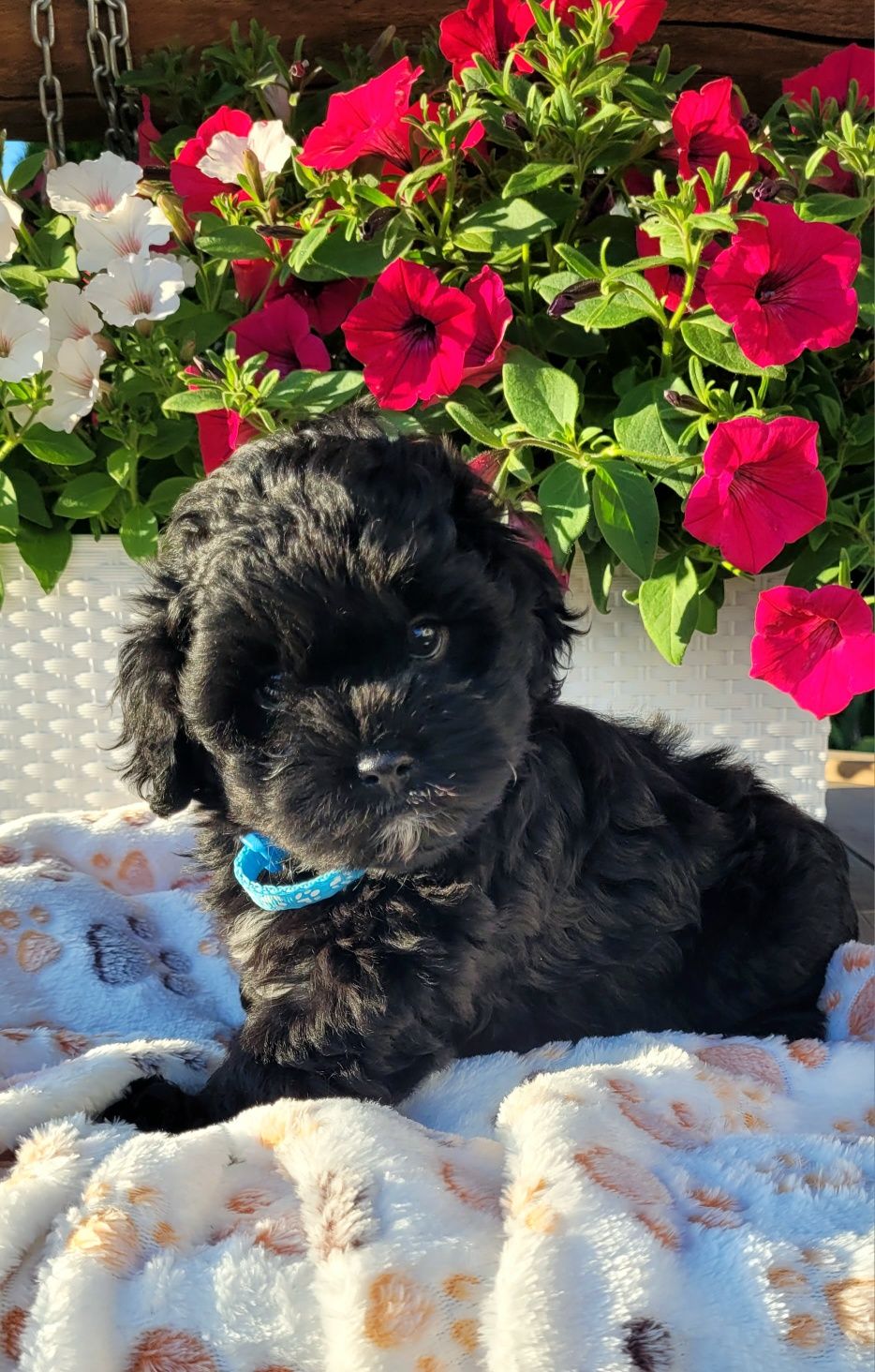 Shihpoo samiec hybryda gotowy do odbioru