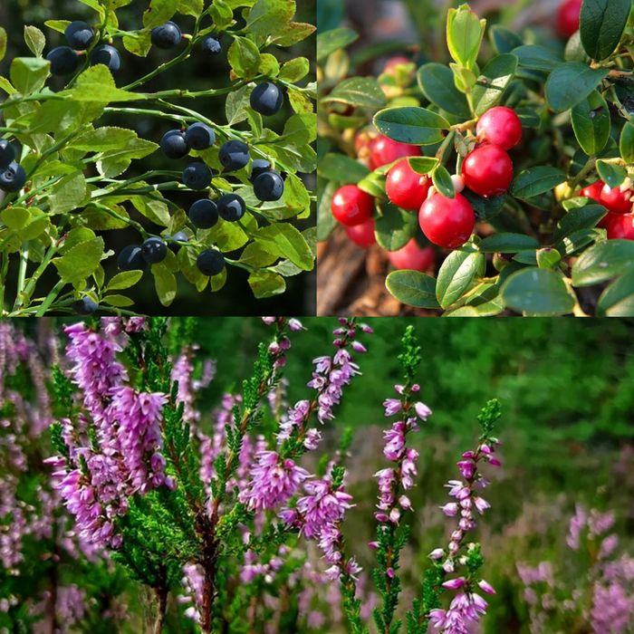 Брусниця, чорниця, верес саджанці