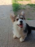 Коржик трьохколірного окрасу