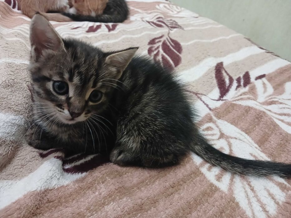 Маленькі котята шукають родину.