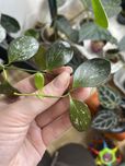 Hoya ir26 ciety ped