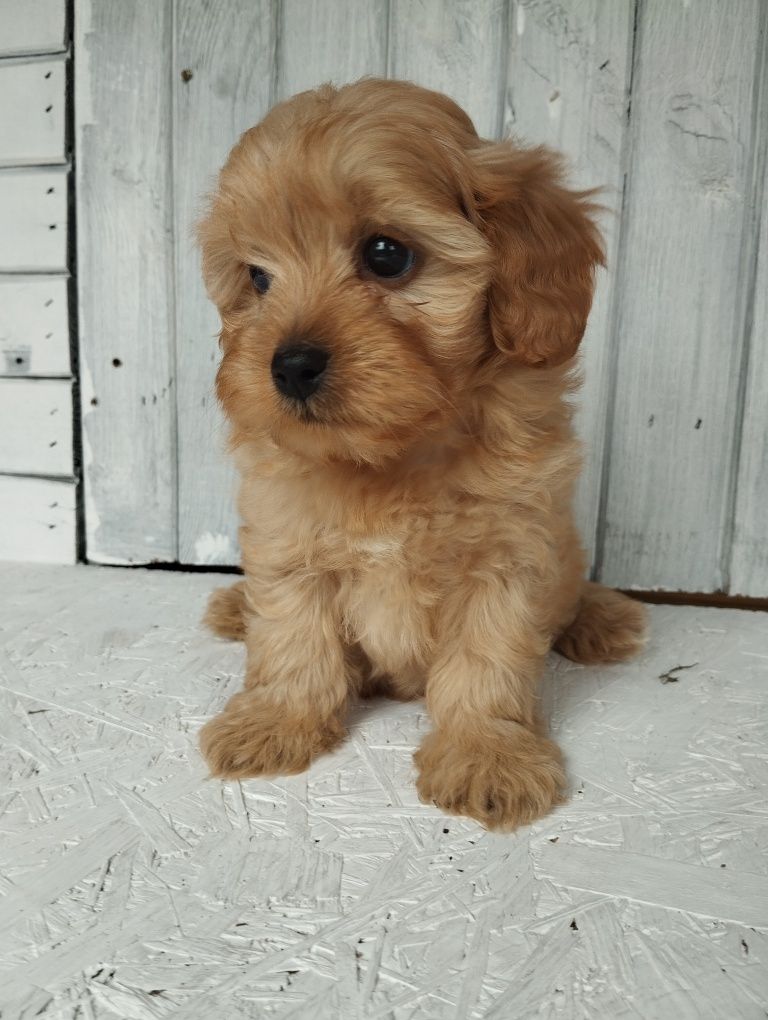 Cavapoo suczka cavapoo f1b ( nie maltipoo maltańczyk pudel cavalier)