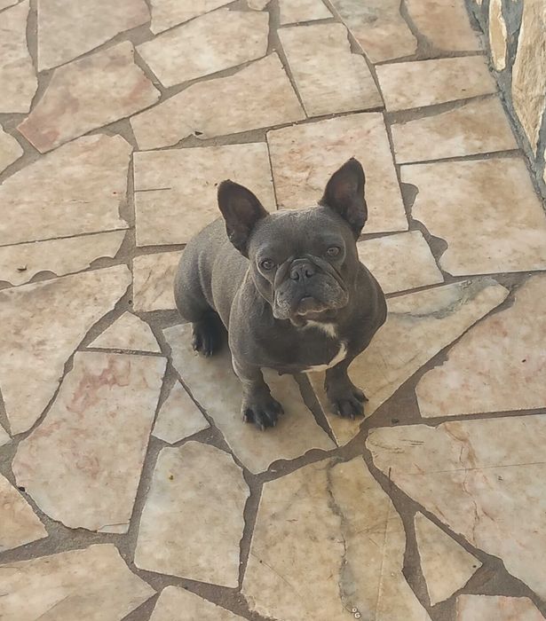 Bulldog francês menina 4 anos