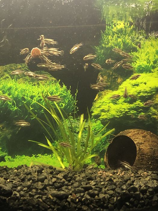 Barwniaki czerwonobrzuche duże