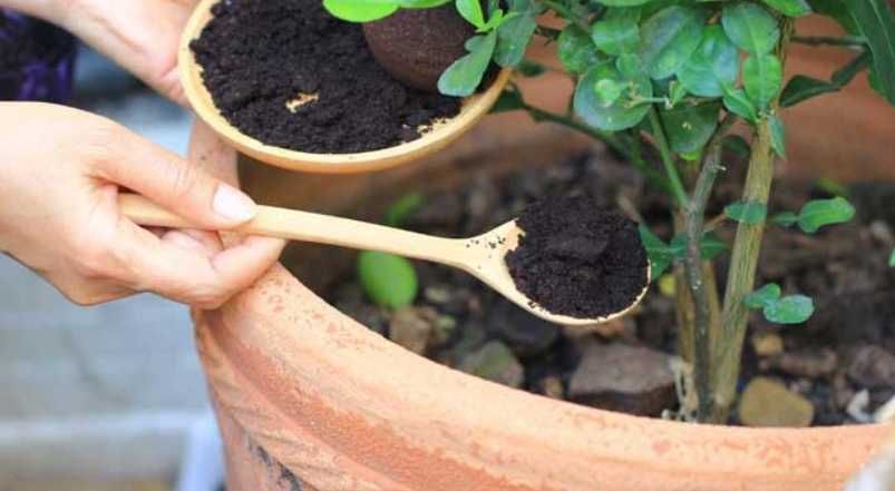 Borra de café - entregas gratuitas