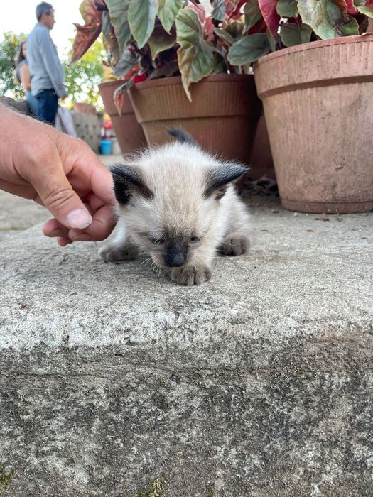 Gatinhos para adoção responsável