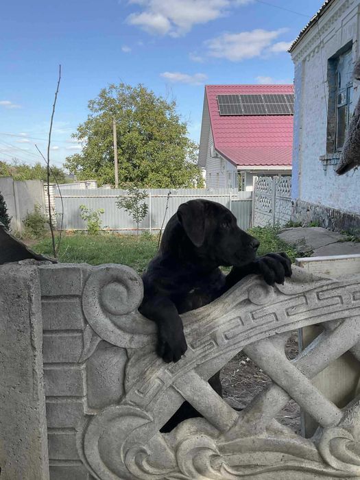 Продам щеня корсятко