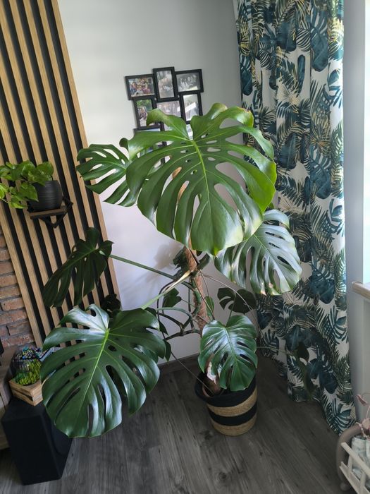 Monstera big form