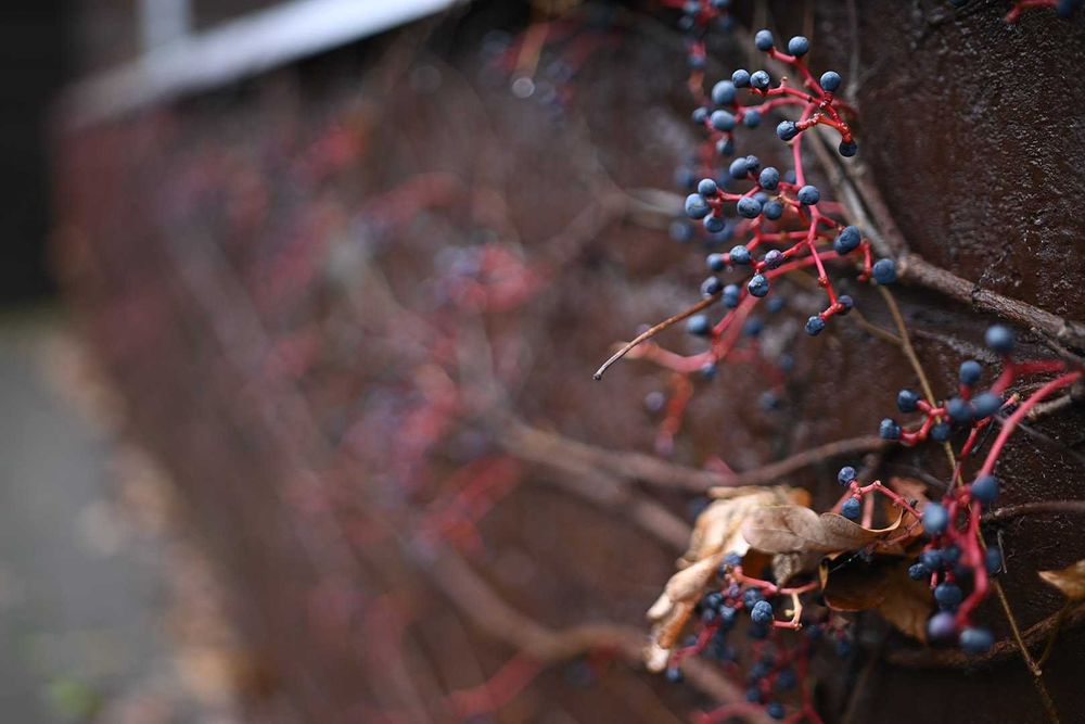 Canon/Rokinon 35mm 1:1.4 AS UMC світлосильний мануальний ширококутник