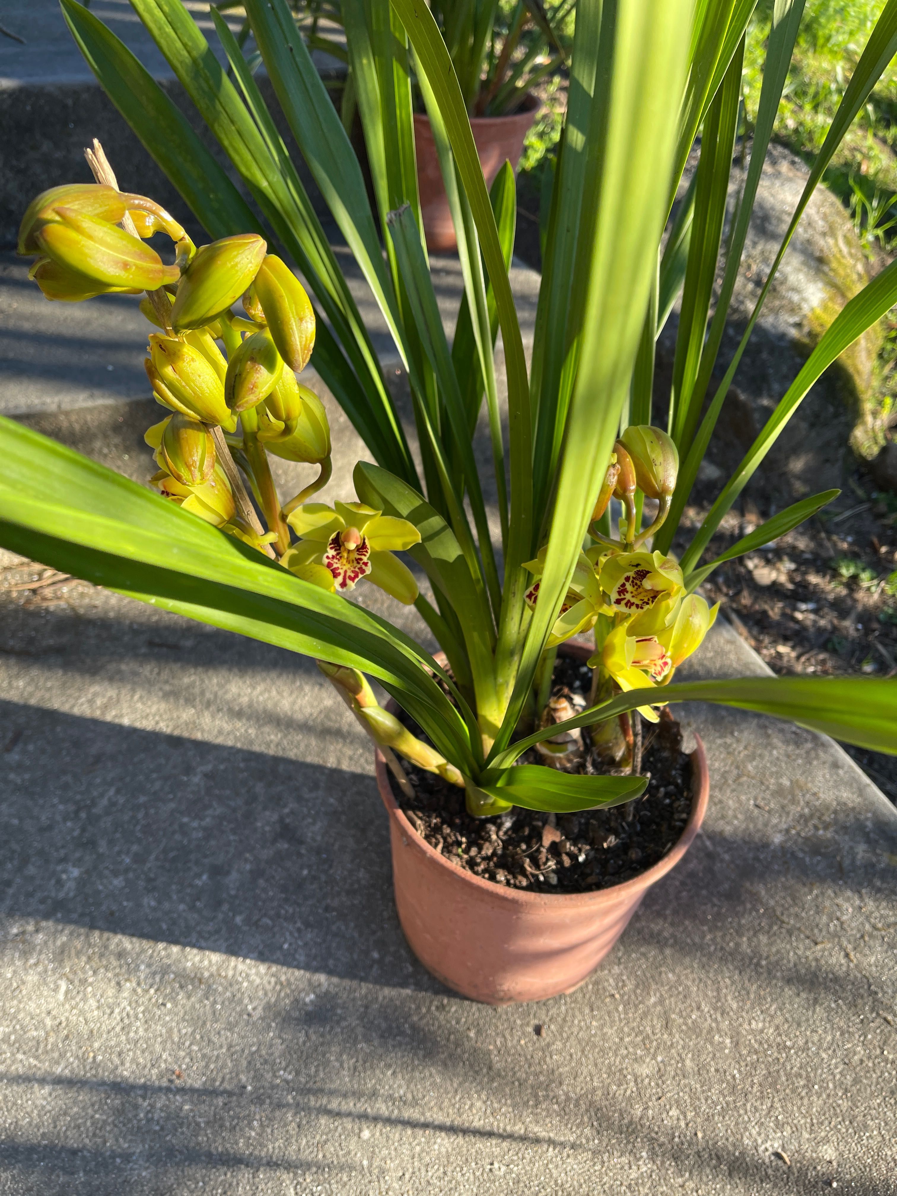 Orquídeas para venda varias cores