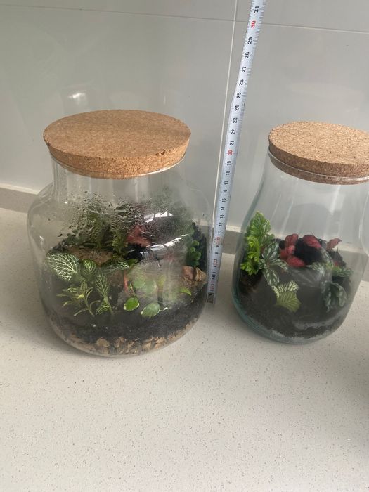 Terrario com plantas naturais 2 tamanhos diaponiveis