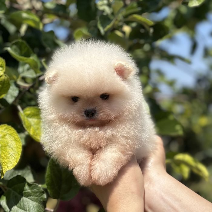 ляльковий Ведмедик шок классу