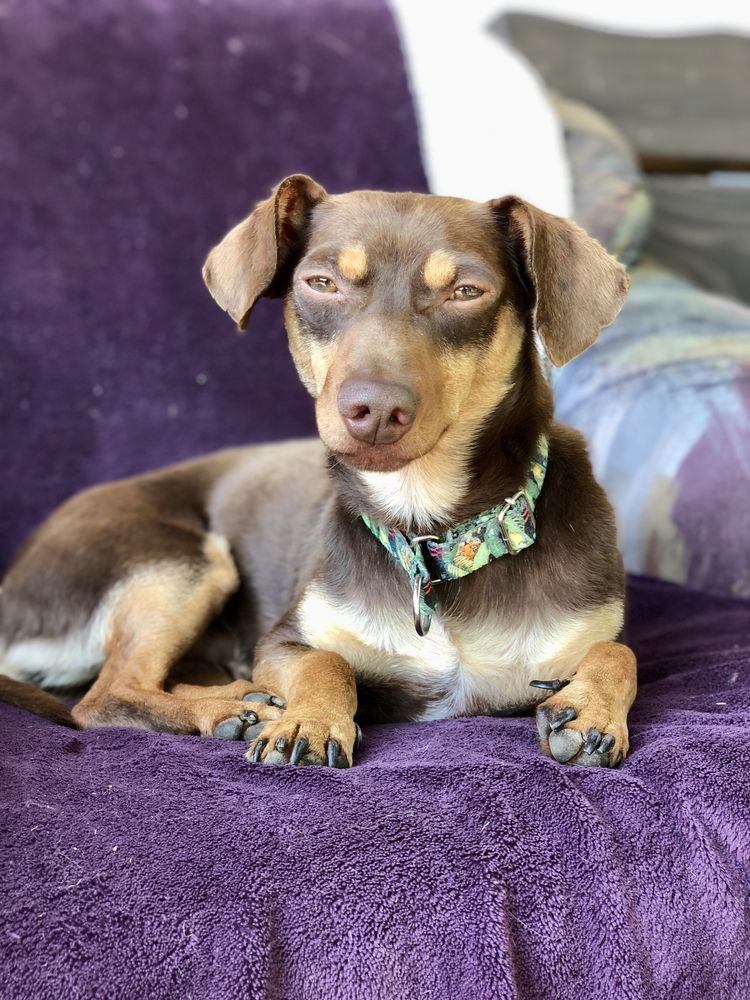 Tomasz do adopcji