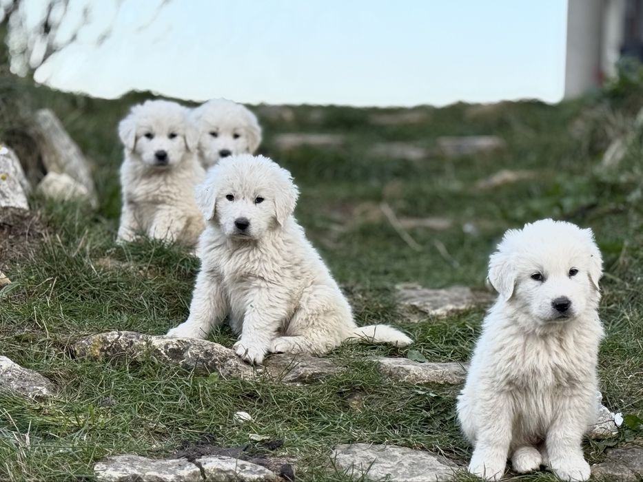 Owczarki podhalanskie