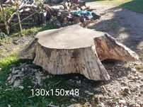 Dębowe plastry z korzeni unikaty