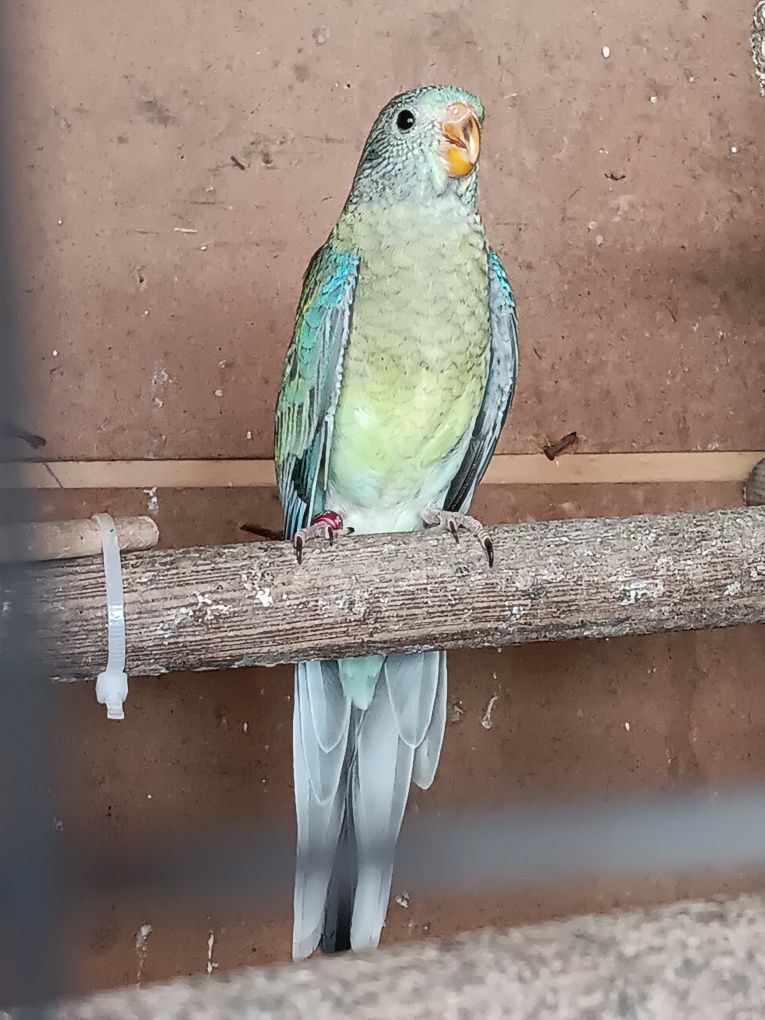 Vendo Red Rumped