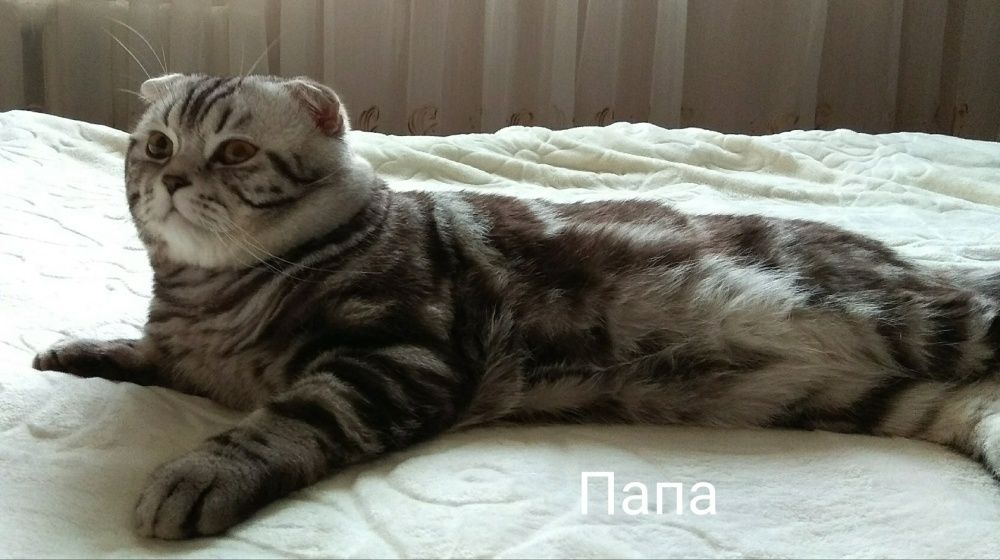 Шотландец ждёт невесту