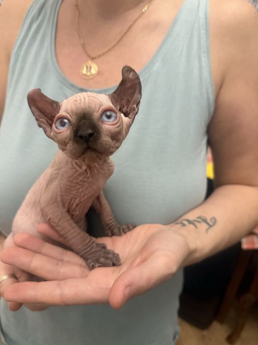 luksusowy niebiesko oki chłopczyk.