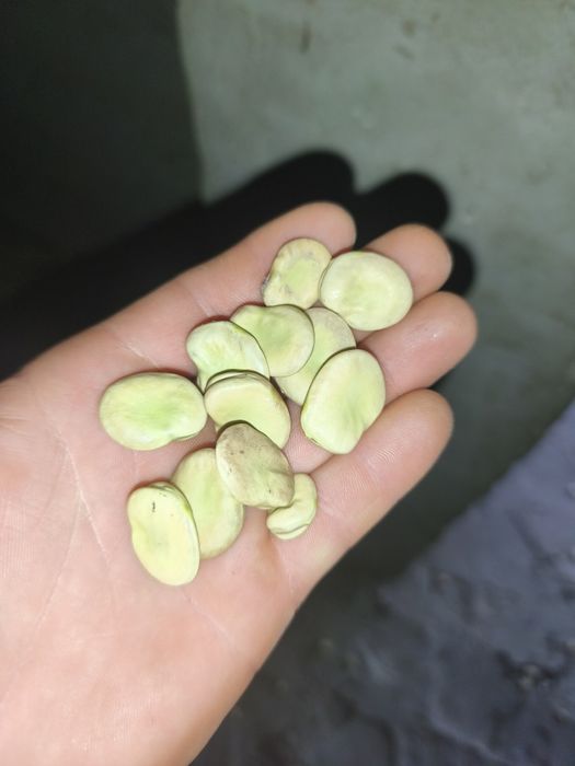 Bób Bachus, Bollero suchy