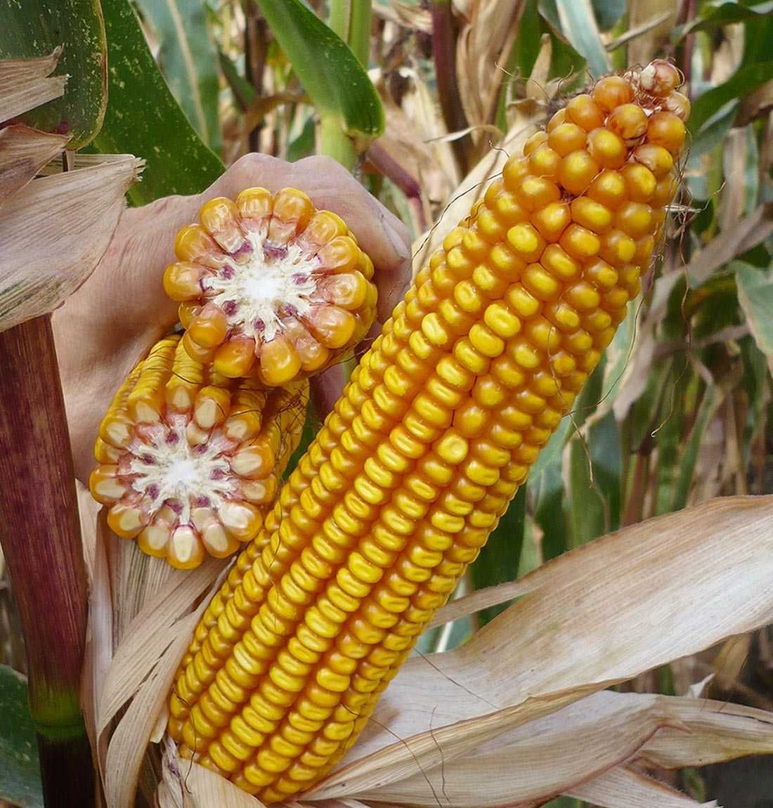 Nasiona kukurydzy CETIP kiszonka FAO 250 (80 tys. nasion)