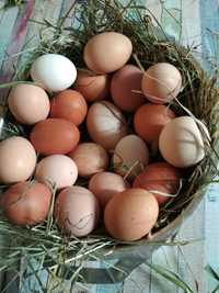 Домашни куриные яйца