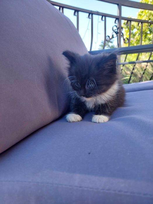 Oddam koty w dobre ręce