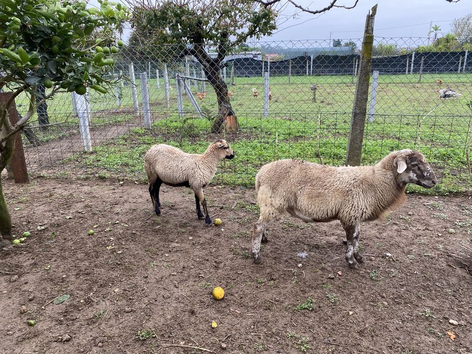 Ovelhas macho e femeia