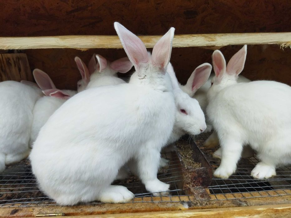 Кролики різного віку
