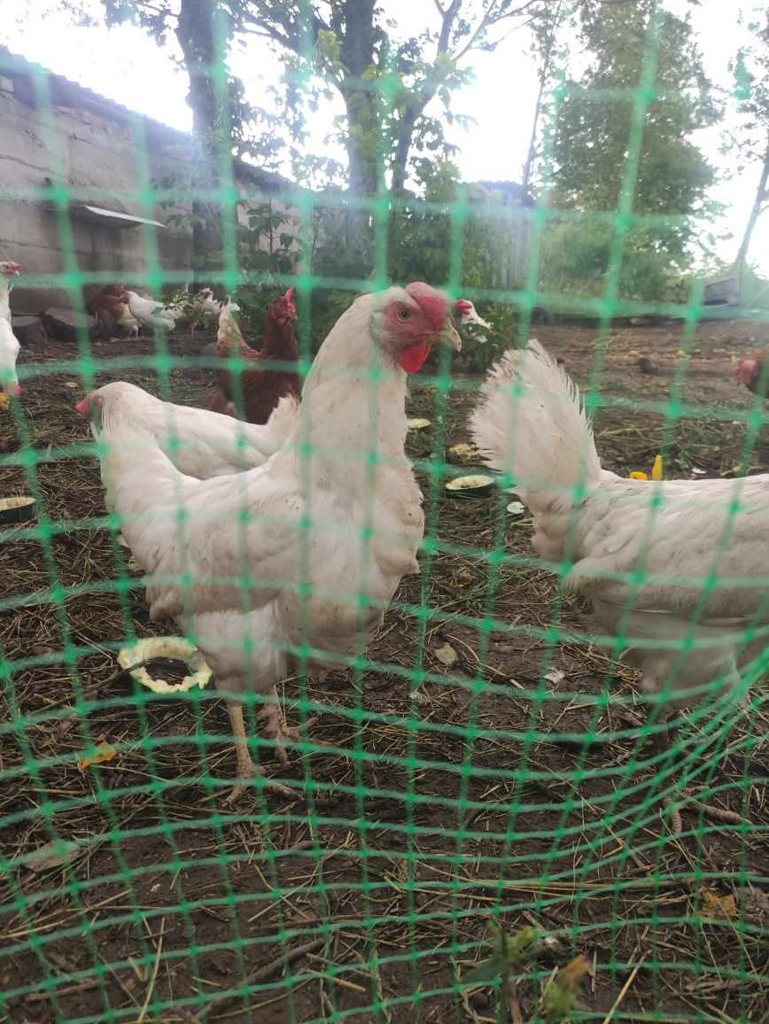 Продаю домашніх курей 85 гривень одна курка несучки