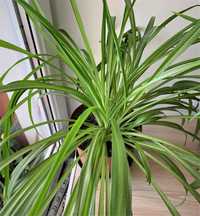 Хлорофитум хохлатый (Chlorophytum comosum)