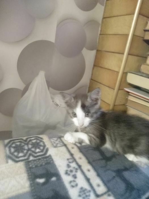 Віддам котят в добрі руки, безкоштовно.
