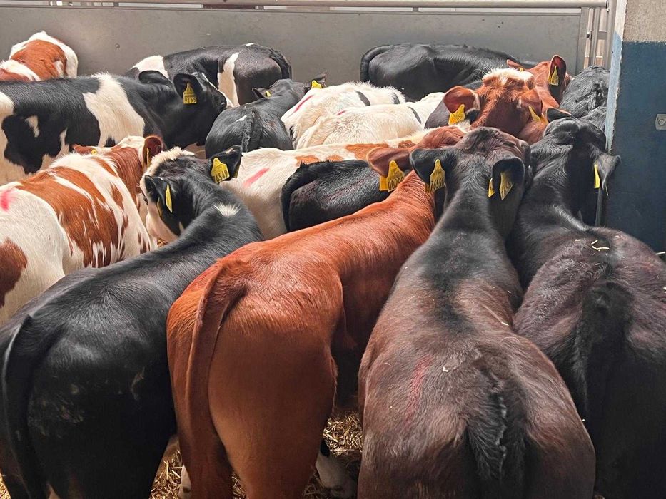 sprzedam cielaki biała strefa