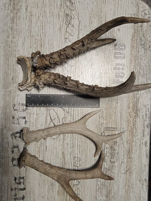 Рога косули из леса