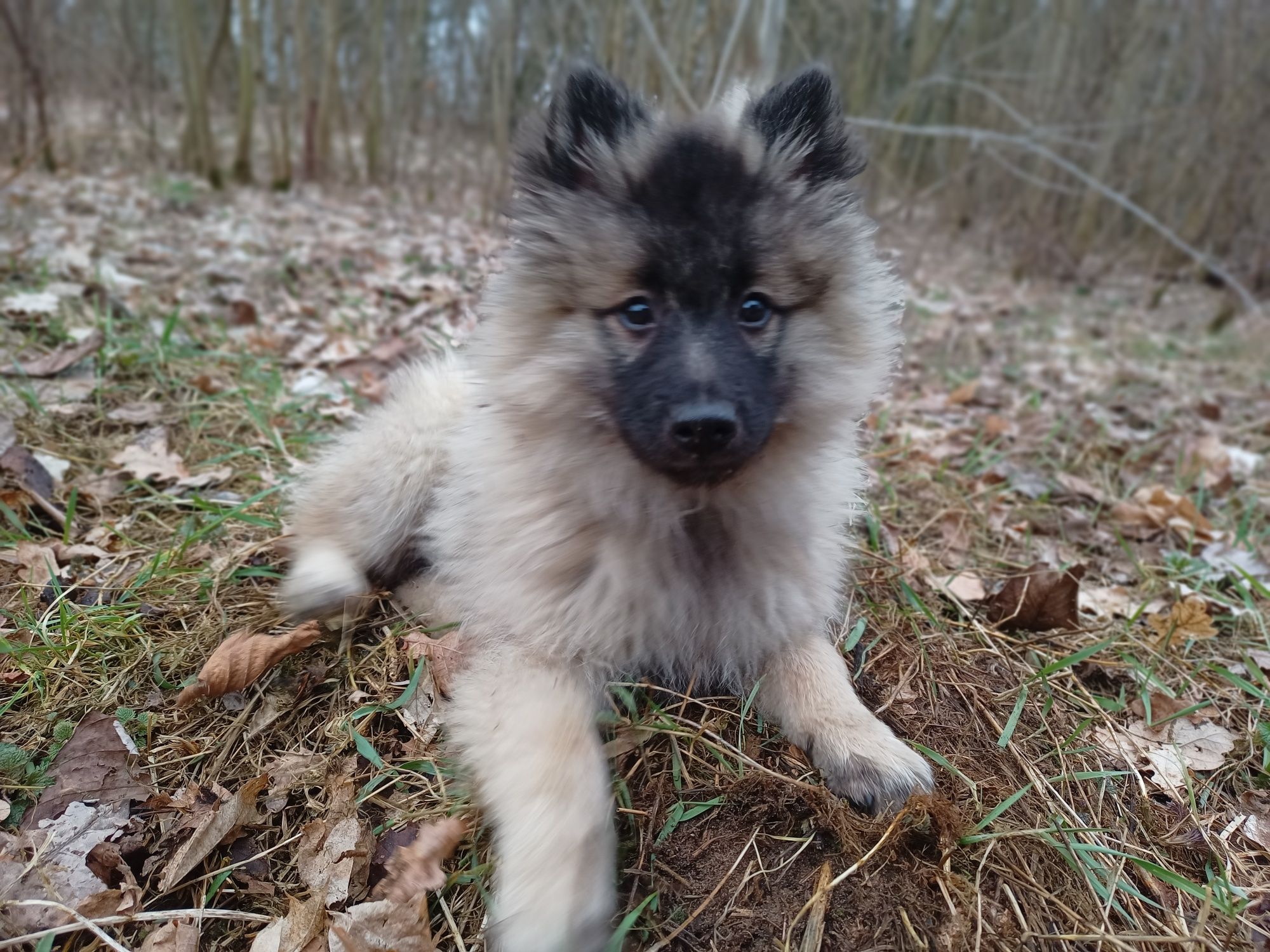 Szpic wilczy wolfspitz keeshond rodowód