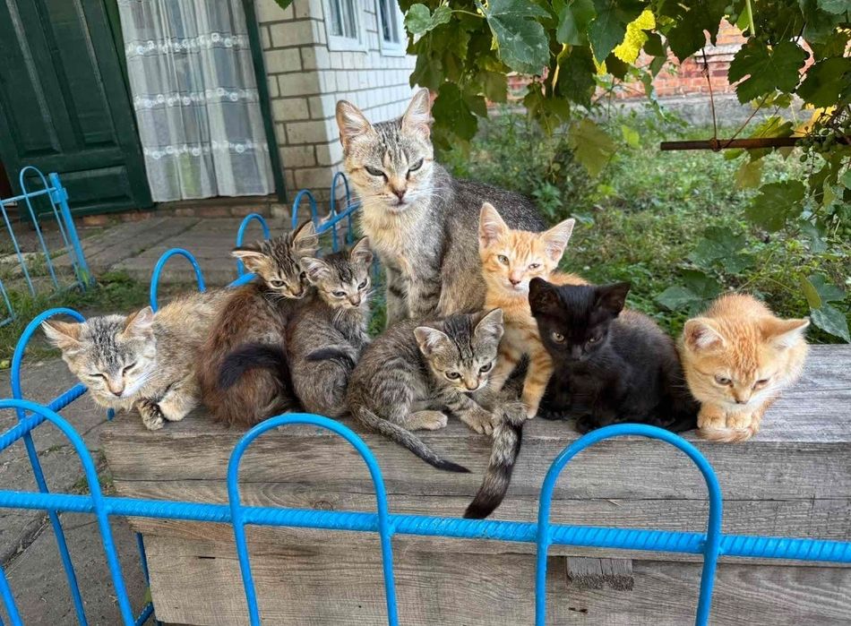 Віддаю кошенят, кішки і коти
