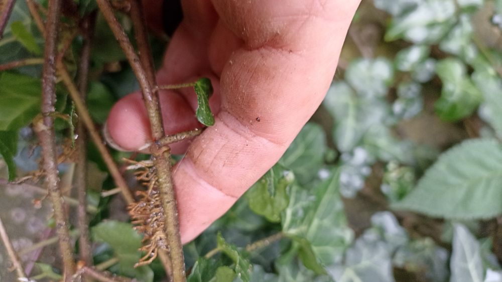 Плющ вічнозелений