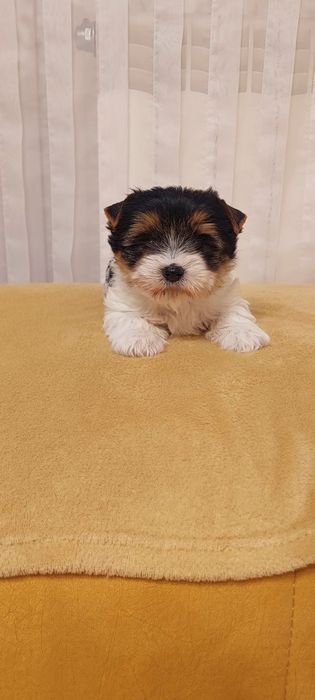 Piesek Yorkshire terrier Biewer