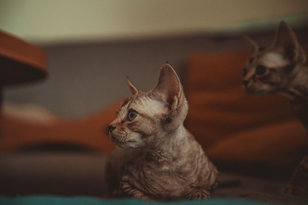 Kocurek Devon rex FPL Felis