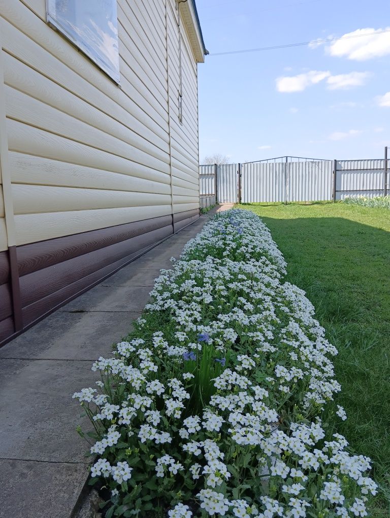 Каменеломка біла. Арабіс. Грунтопокривні. Почвопокровные. Арабис.