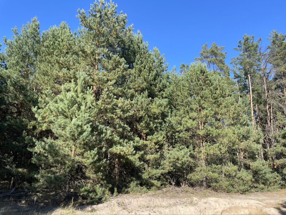 Продам масив землі 26 Га. С. Фасова. Без комісіі для Покупця