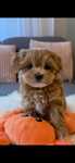 Maltipoo prześliczna maleńka suczka