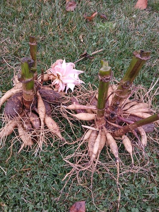 Жоржини /георгіни/ бульби