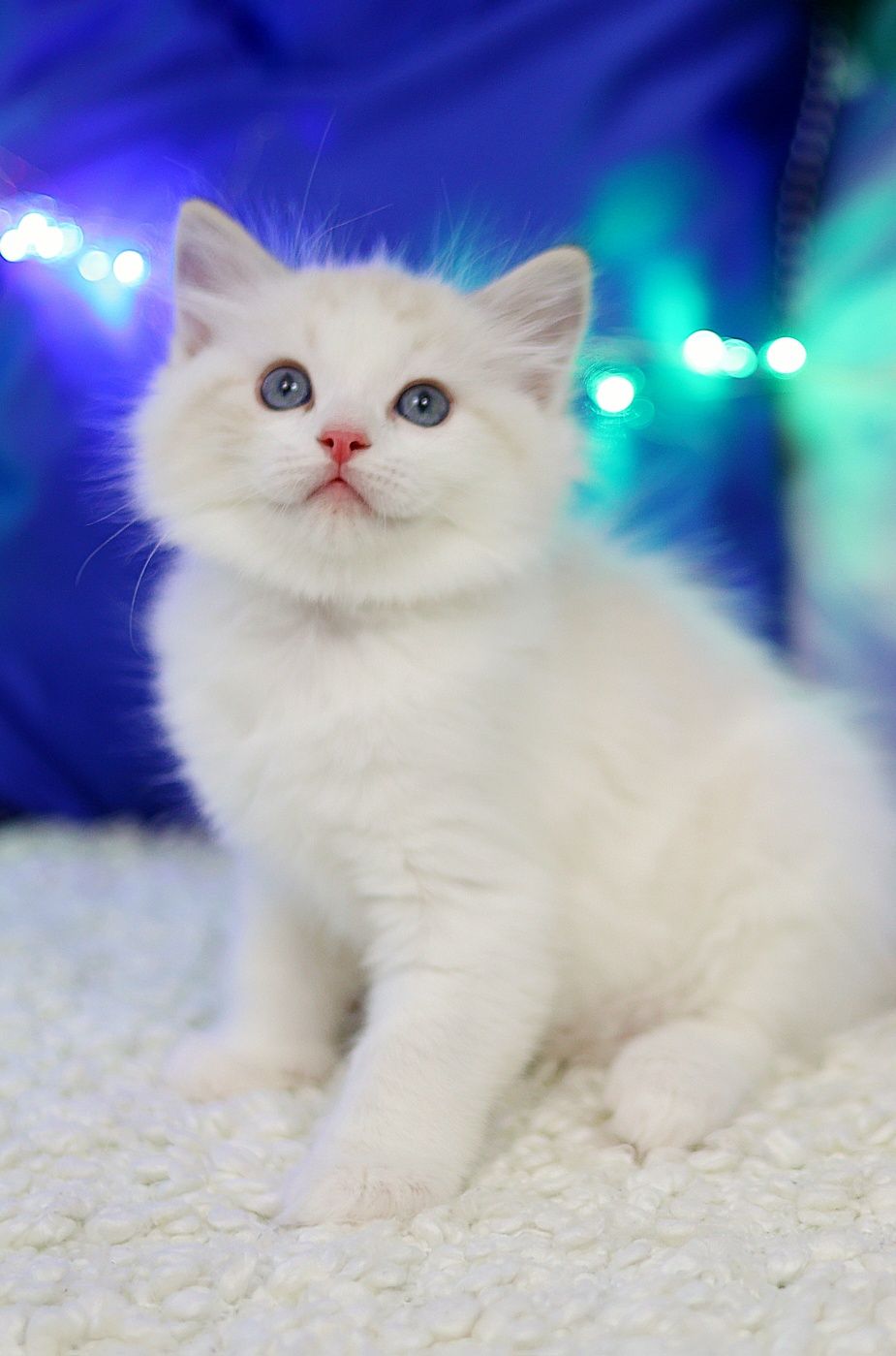 Kocurek Ragdoll seal bicolor lynx, rodowód FPL