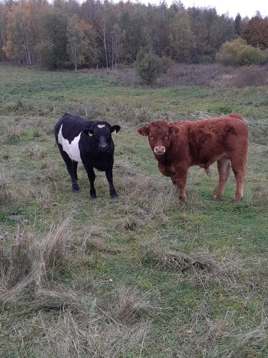 Sprzedam odsadki: 13byczkow,11jałówek, tel: 5.0.0.6.3.3.5.1.9