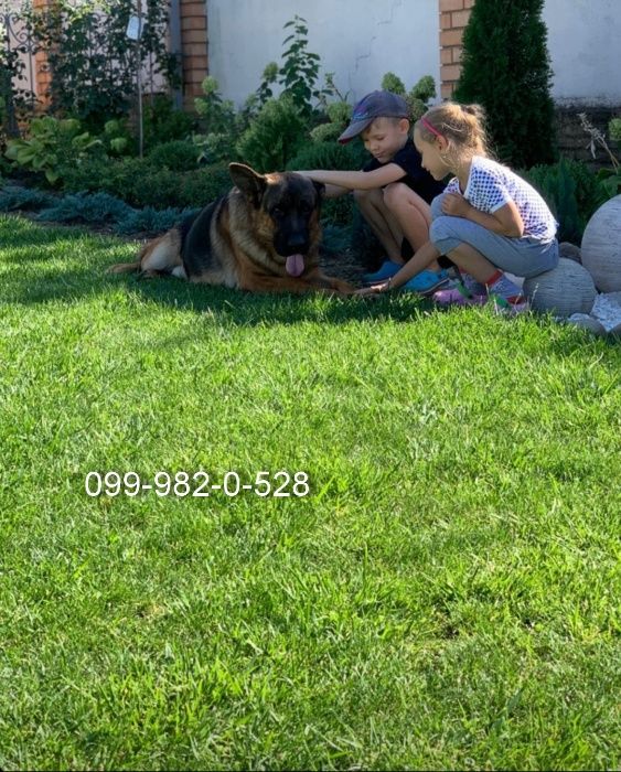 Травосмесь прочная газонная для дачи Выносливый газон семена тень