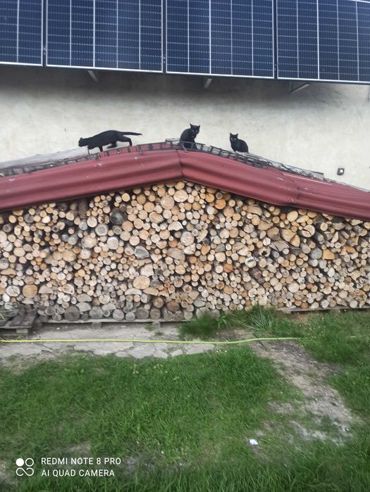 Kotki rodzeństwo