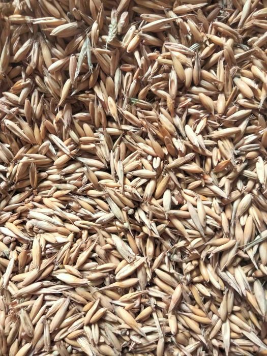 Sprzedam owies rok 2024