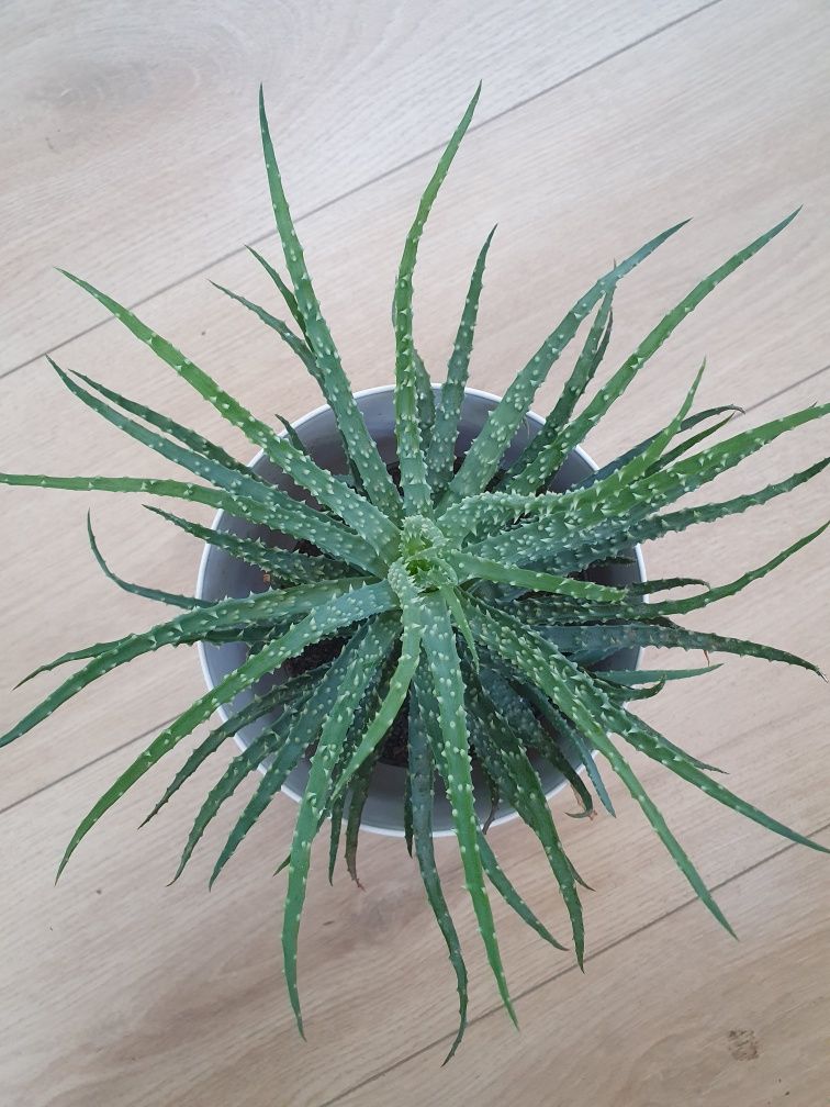 Алое aloe humilis