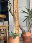 2 Indoor Plants / Plantas de Interior