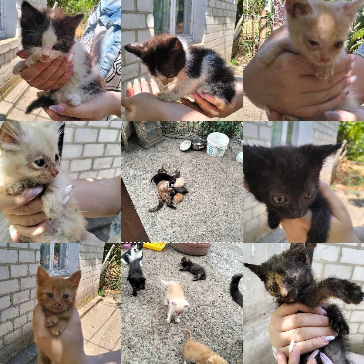 котята в хорошие руки